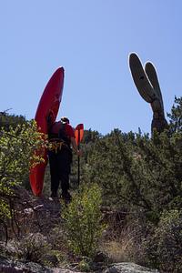 Hiking through the saguaro
