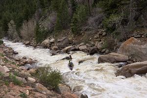 Conflunce Rapid