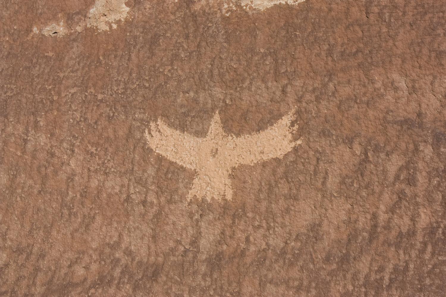 Hawk