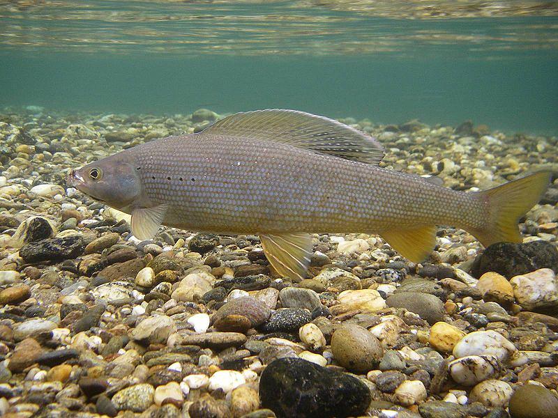 Photo of Arctic Grayling