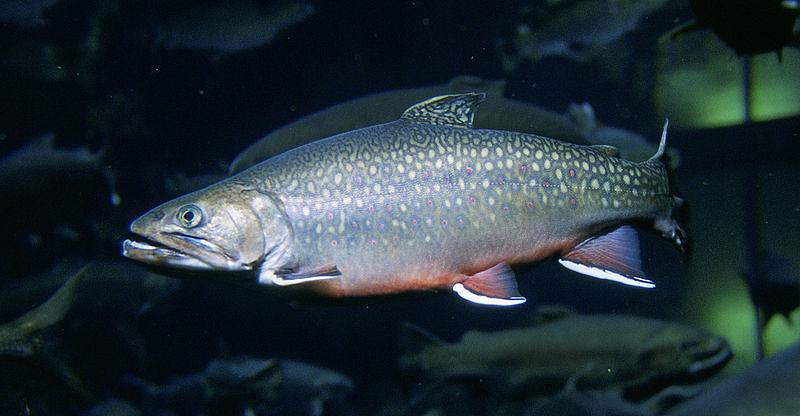 Photo of Brook Trout