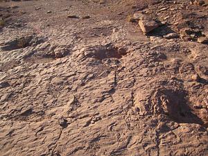 Copper Ridge Dinosaur Tracks