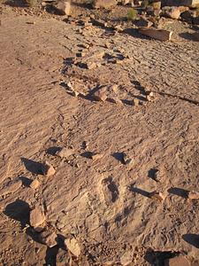Copper Ridge Dinosaur Tracks
